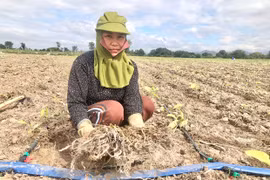 Krông Pa: Người trồng thuốc lá gặp khó vì thời tiết bất lợi