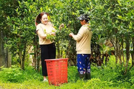 Giữ vị chè Truồi