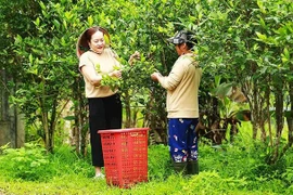 Giữ vị chè Truồi