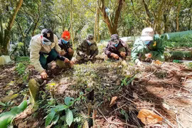 Bảo vệ thương hiệu sâm Ngọc Linh