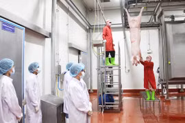 Khuyến khích đầu tư xây dựng cơ sở giết mổ động vật tập trung