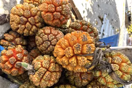 Đặc khu Phú Quý và những hương vị không thể bỏ lỡ