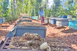 Những ngày đi xách cầu ong