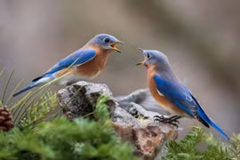 Phát hiện hành vi chim sáo đá châu Phi “có đi có lại” như con người