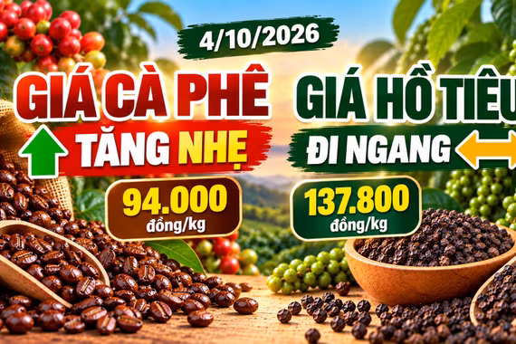 Giá cà phê, hồ tiêu hôm nay 4/10: Cà phê tăng, hồ tiêu đứng giá