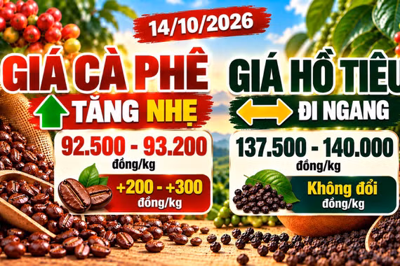 Giá cà phê, hồ tiêu hôm nay 14/10: Cà phê tăng nhẹ, hồ tiêu giữ giá