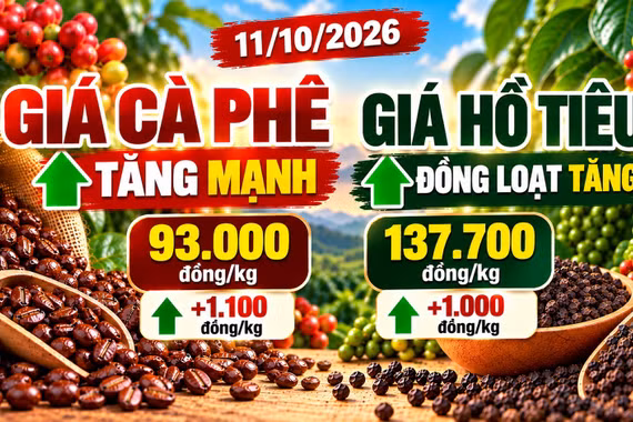 Giá cà phê, hồ tiêu hôm nay 11/10: Hai mặt hàng cùng bật tăng