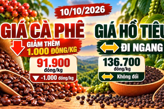 Giá cà phê, hồ tiêu hôm nay 10/10: Cà phê giảm sâu, hồ tiêu đi ngang