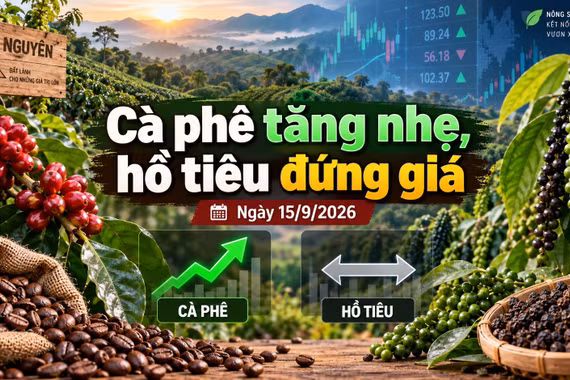 Giá cà phê, hồ tiêu hôm nay 15/9: Cà phê tăng nhẹ, hồ tiêu đứng giá