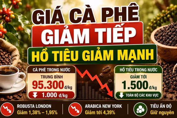 Giá cà phê, hồ tiêu hôm nay 28/8: Hai mặt hàng cùng giảm mạnh