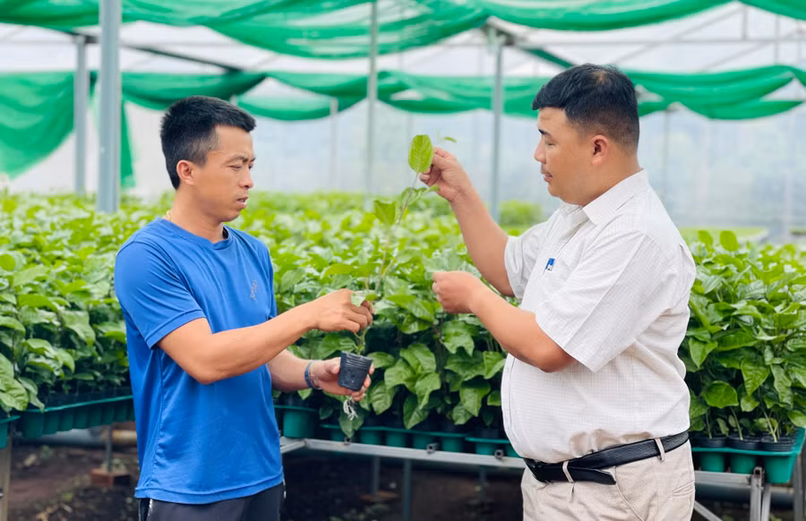 Anh Trần Ngọc Thắng (bìa trái) hướng dẫn quy trình chăm sóc giống chanh dây thực sinh ứng dụng công nghệ cao cho người dân. Ảnh: Mai Ka