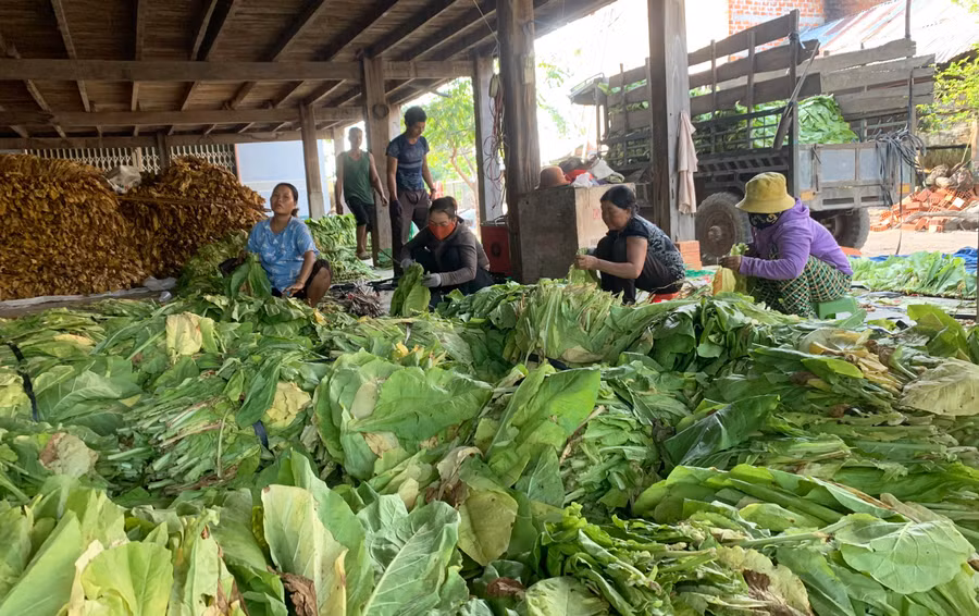 Thuốc lá là một trong những cây trồng chủ lực mang lại thu nhập ổn định cho người dân thị xã Ayun Pa. Ảnh: Vũ Chi