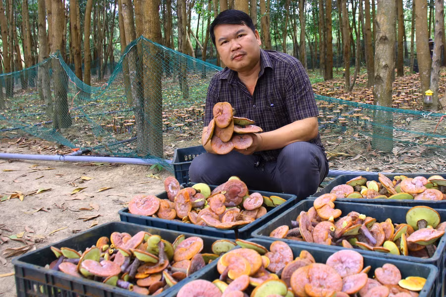 Anh Hiệu tiên phong trồng nấm linh chi đỏ dưới tán rừng keo ở Gia Lai. Ảnh: Thiên Di