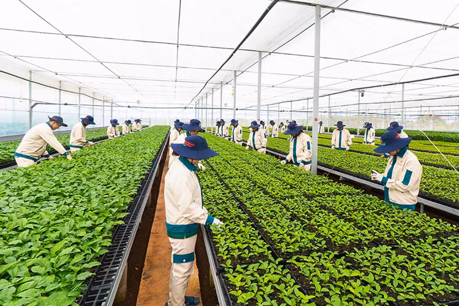 Vườn ươm giống chanh dây của Công ty cổ phần Quốc tế Thông Đỏ. Ảnh: Quang Tấn