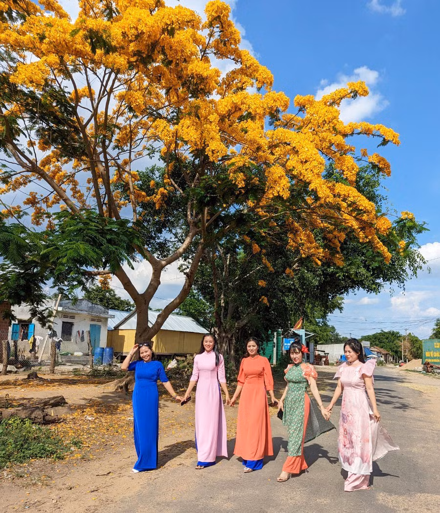Vượt hơn 30 km, các cô giáo Trường Mầm non 30-4 xã Chơ Long chụp ảnh kỷ niệm bên cây phượng hoa vàng ở làng Srơn. Ảnh: Nguyễn Quang Tuệ