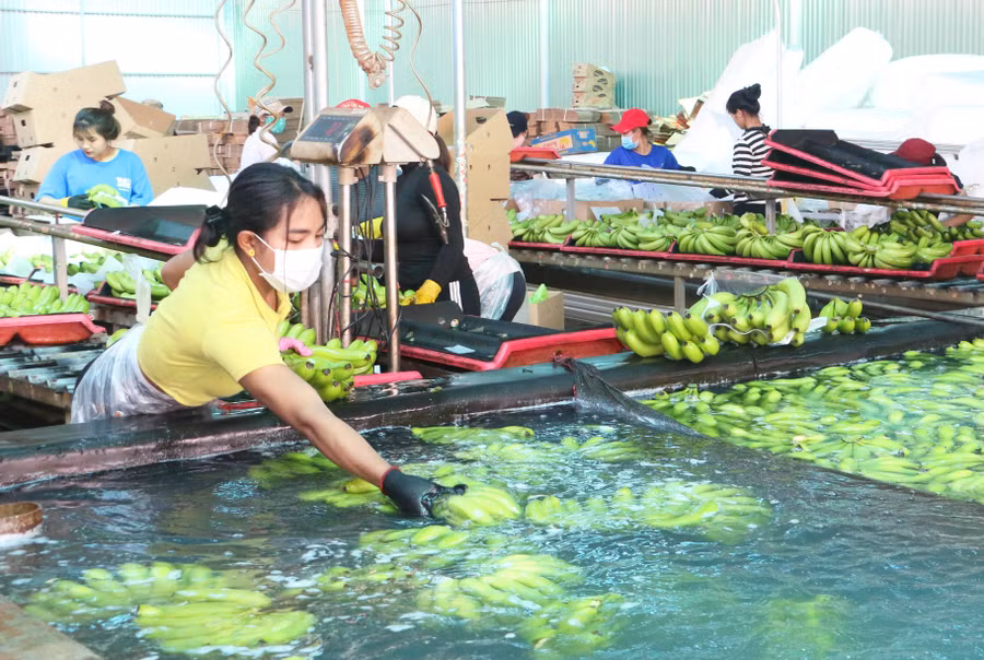 Dây chuyền sơ chế chuối tiêu hồng của Công ty cổ phần Nông nghiệp công nghệ cao Hưng Sơn. Ảnh: Quang Tấn