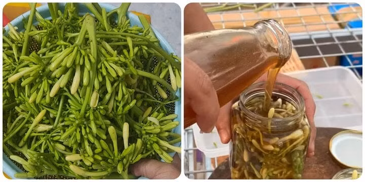 Hoa đu đủ đực ngâm mật ong có tác dụng gì là băn khoăn của nhiều người Hoa đu đủ đực ngâm mật ong có tác dụng gì là băn khoăn của nhiều người