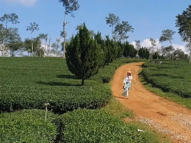 Dạo bước giữa nông trường trà ở Bảo Lộc