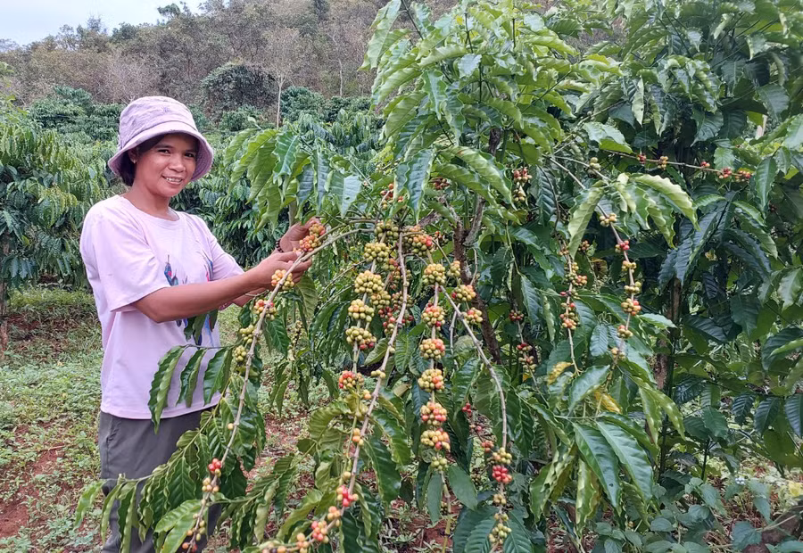 Chị Rơ Châm Tiêu (làng Ngo Le, xã Ia Krêl, huyện Đức Cơ) bên vườn cà phê của gia đình. Ảnh: N.D