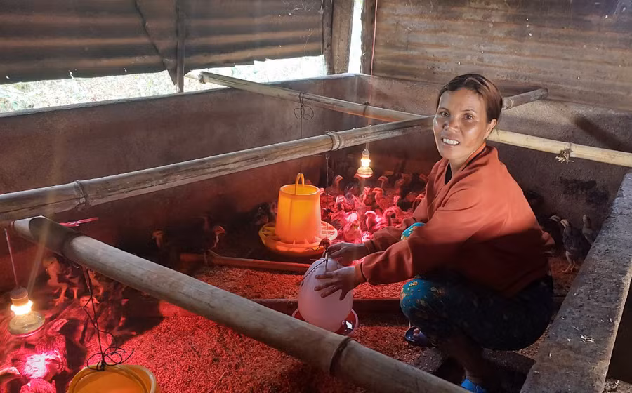 Hộ nghèo làng Mơ Nú (xã Ia Kênh, TP. Pleiku) được hỗ trợ nuôi gà thịt. Ảnh: N.D