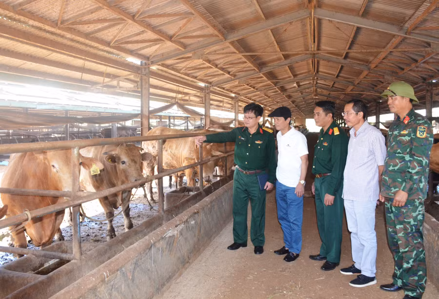 Đại diện Xí nghiệp chăn nuôi bò thịt chất lượng cao (Công ty 74) giới thiệu mô hình chăn nuôi bò của đơn vị. Ảnh: V.H