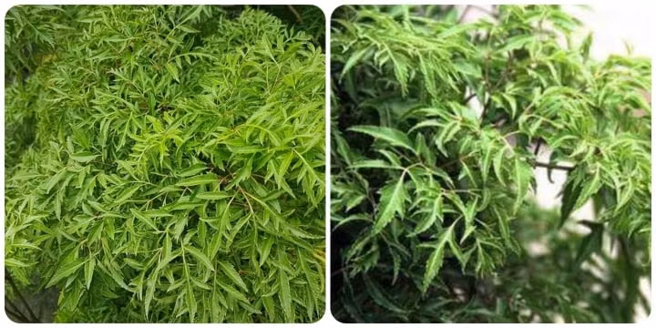 Bộ phận nào của cây đinh lăng dùng làm thuốc là thắc mắc của nhiều người.