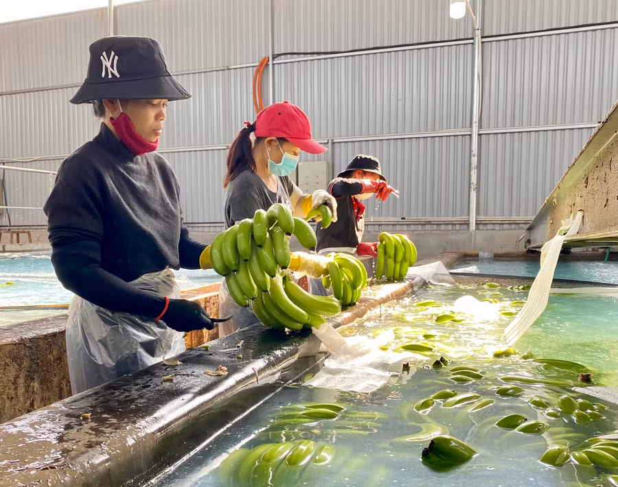 Nhờ cơ chế thông thoáng, Gia Lai thu hút được nhiều dự án đầu tư ở lĩnh vực nông nghiệp công nghệ cao, phục vụ xuất khẩu. Ảnh: Hà Duy