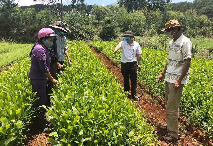 Cây giống keo lá tràm của Ban Quản lý rừng phòng hộ Mang Yang chuẩn bị đem trồng rừng. Ảnh: M.N