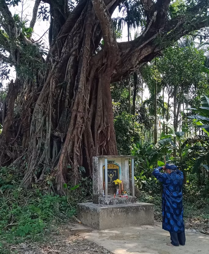 Cây đa di sản ở phía sau đình làng Lâm Sơn