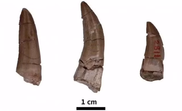 Những chiếc răng hóa thạch của loài khủng long Basal Tyrannizardoid được phát hiện bởi một nhà nghiên cứu của Đại học Kasetsart ở tỉnh Kalasin (Thái Lan).