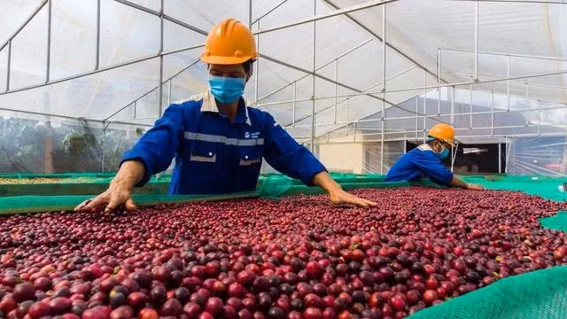 Giá cà phê robusta trên sàn London tăng khá mạnh