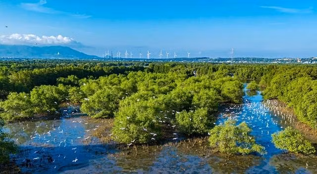 Đầm Thị Nại có nhiều cánh rừng ngập mặn và hệ sinh thái phong phú Đầm Thị Nại có nhiều cánh rừng ngập mặn và hệ sinh thái phong phú