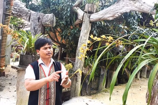 Người dân mang Trần Mộng lên trồng lại trên rừng để bảo tồn loài lan quý
