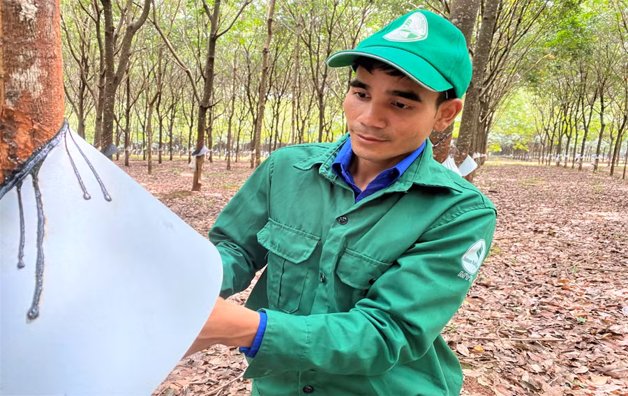 Anh Phữi cạo mủ trong vườn cao su của đơn vị. Ảnh: Hà Đức Thành