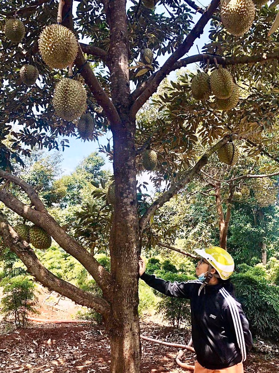 Nhiều địa phương trên địa bàn tỉnh chủ động xây dựng mã số vùng trồng sầu riêng nhằm đáp ứng tiêu chuẩn thị trường nhập khẩu. Ảnh: M.P