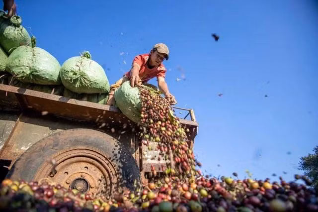 Giá cà phê liên tục phá kỷ lục và được dự đoán có thể sẽ duy trì ở mức cao