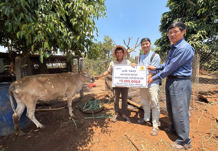 Ông Nguyễn Xuân Thủy (bìa phải) tặng bò giống cho gia đình nạn nhân chất độc da cam ở xã Chư Pơng (huyện Chư Sê). Ảnh: Phan Lài