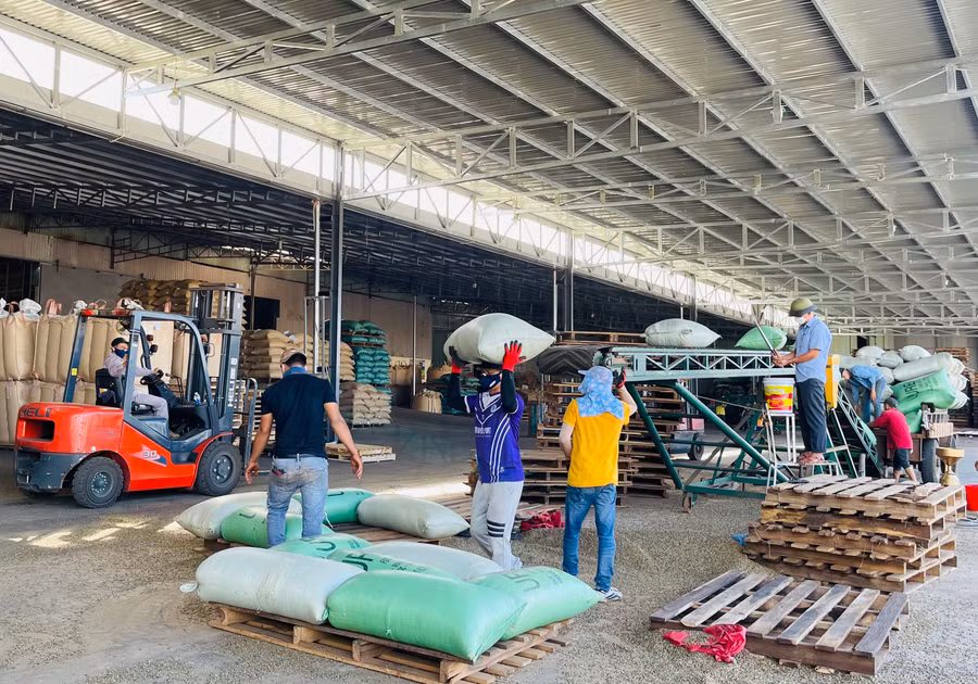 Để đảm bảo đủ nguồn hàng cho xuất khẩu, các doanh nghiệp đã đẩy mạnh liên kết phát triển cà phê bền vững theo các chứng nhận tiêu chuẩn 4C, Rainforest. Ảnh: V.T