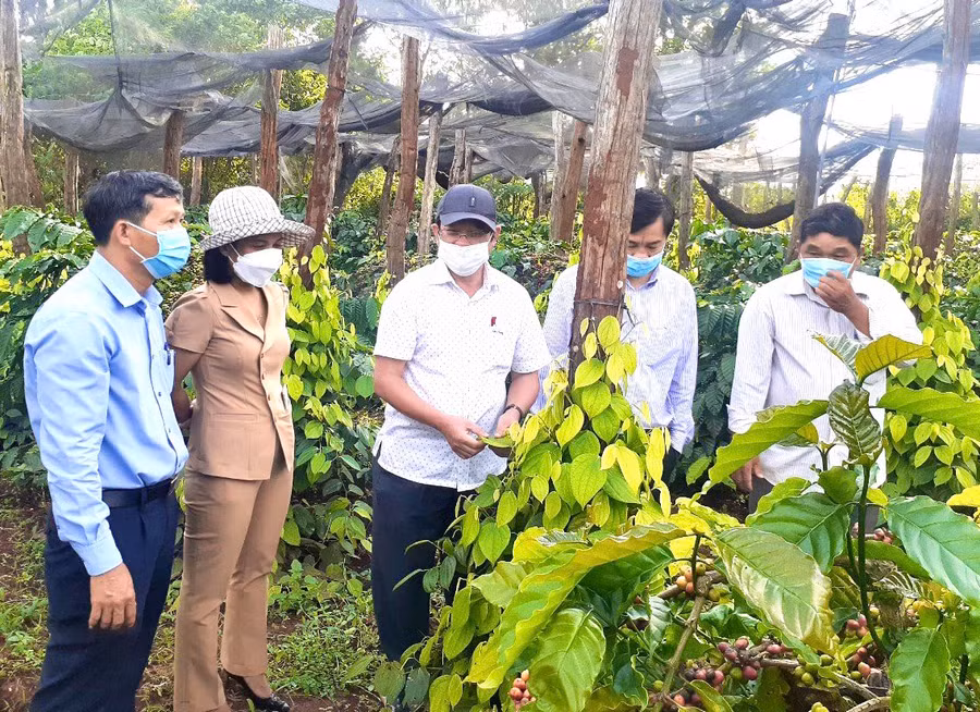 Lãnh đạo huyện, Phòng Nông nghiệp và PTNT huyện Chư Sê tham quan mô hình phát triển hồ tiêu bền vững. Ảnh: M.P