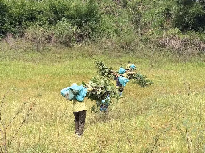 Nguồn dịch vụ chi trả môi trường rừng đang tạo sinh kế cho người lao động, người dân tham gia quản lý bảo vệ rừng hiệu quả. Ảnh: Phan Tuấn