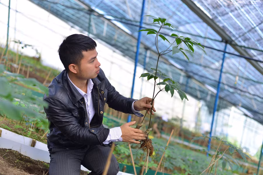 Cây sâm Ngọc Linh được anh Nguyên trồng và phát triển ổn định ở thôn K'Long K'Lanh với độ cao khoảng 1.600m2 so với mực nước biển.