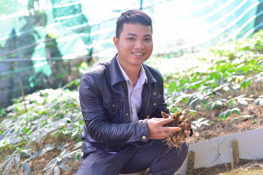 Chàng trai Trần Cao Nguyên bên những củ sâm Ngọc Linh được trồng trong vườn của mình.