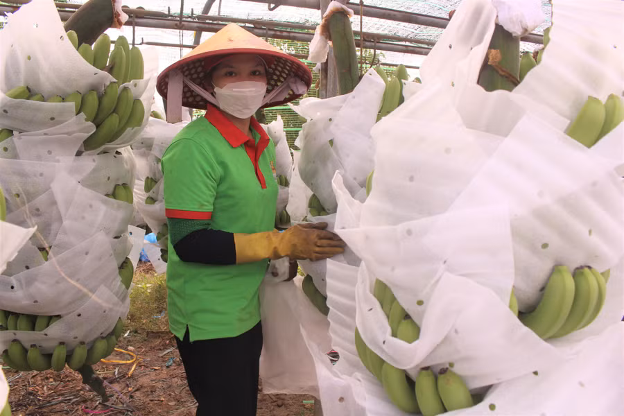 Từng buồng chuối được bao nải, bao buồng cẩn thận nhằm bảo đảm cho trái chuối sạch, đẹp, không bị tì vết.
