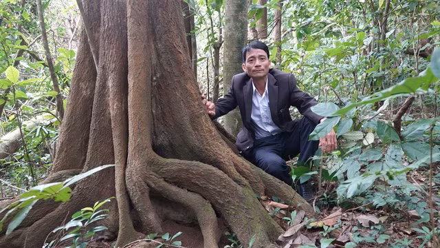 Gốc cây cổ thụ hàng chục năm ở rừng Phú Vinh