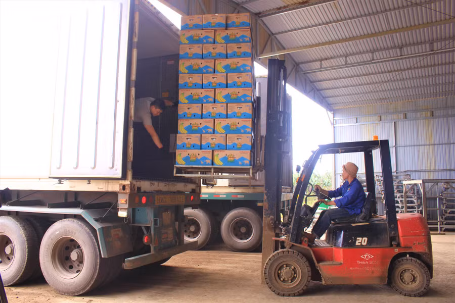 Chuối được đóng thùng cẩn thận, bảo đảm các tiêu chuẩn về chất lượng trước khi xuất khẩu.