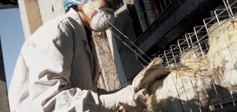 WHO bày tỏ lo ngại về cúm gia cầm H5N1 trên toàn cầu. Ảnh: Website WHO