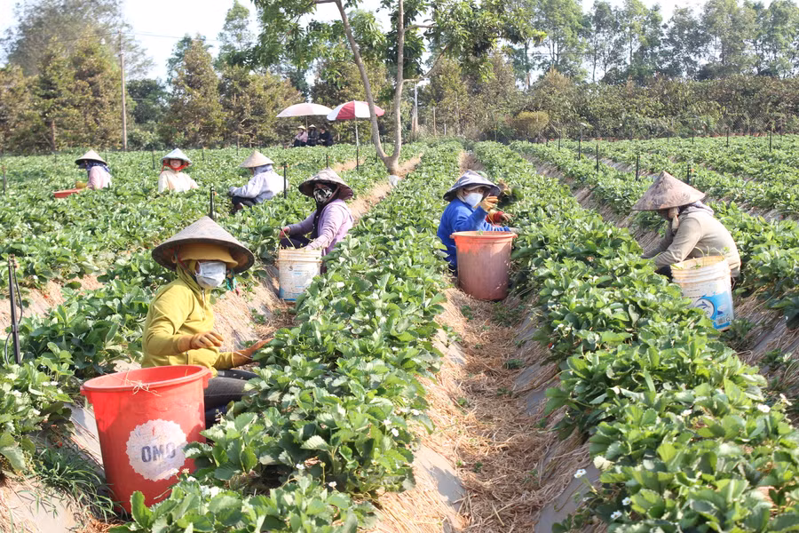 Người dân xã Ia Băng (huyện Đak Đoa) đầu tư hệ thống tưới tiết kiệm trên cây dâu tây. Ảnh: ND