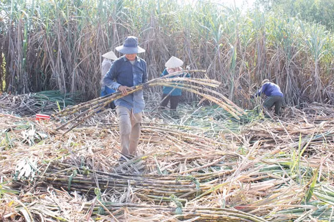 Còn đây mía ngọt, đường thơm - Ảnh 1. Thu hoạch mía ở thôn Liêm Quang, xã Bình Tân Phú, huyện Bình Sơn, tỉnh Quảng Ngãi