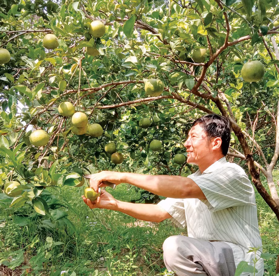 Ông Lê Văn Minh (thôn Đức Lập, xã Ia Rtô) thu hoạch cam. Ảnh: G.A Ông Lê Văn Minh (thôn Đức Lập, xã Ia Rtô) thu hoạch cam. Ảnh: G.A