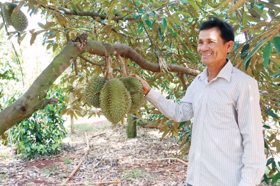 Nhiều nông dân huyện Chư Pưh đầu tư trồng cây ăn quả để nâng cao thu nhập. Ảnh: Q.T